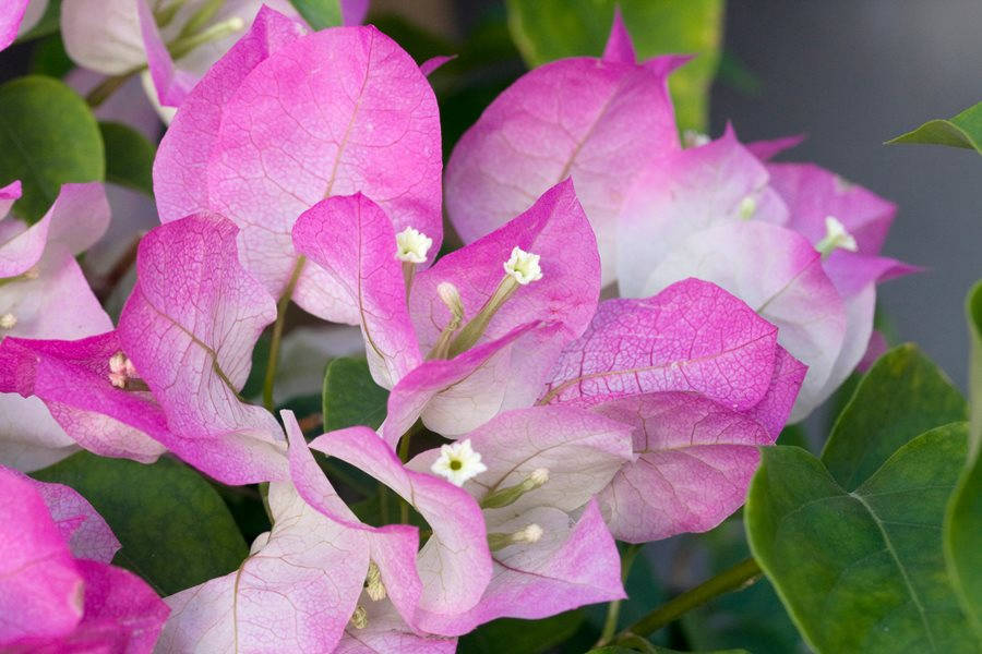 Pink Bougainvillea Flowers