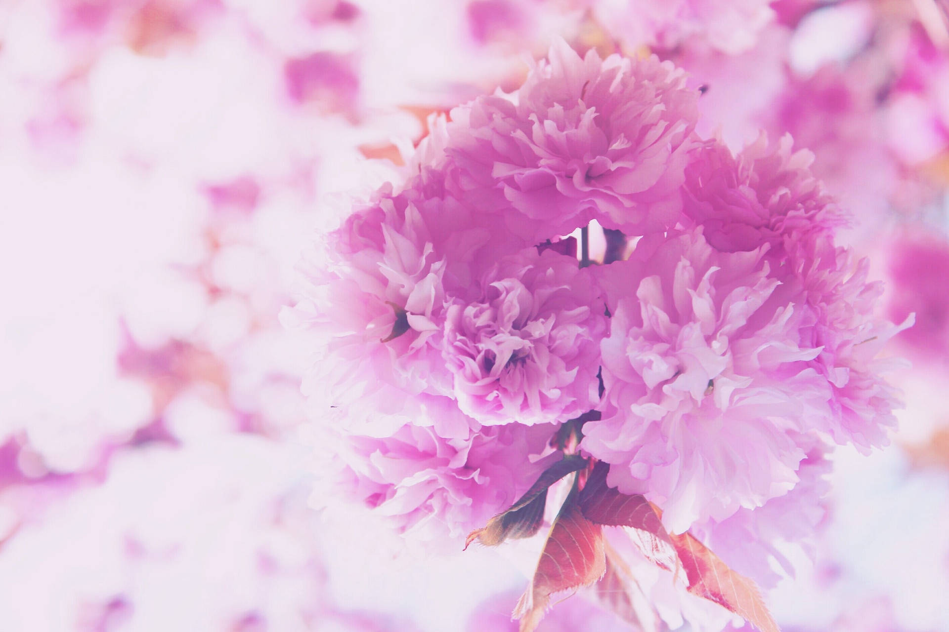 Pink Bouquet Of Flowers Background