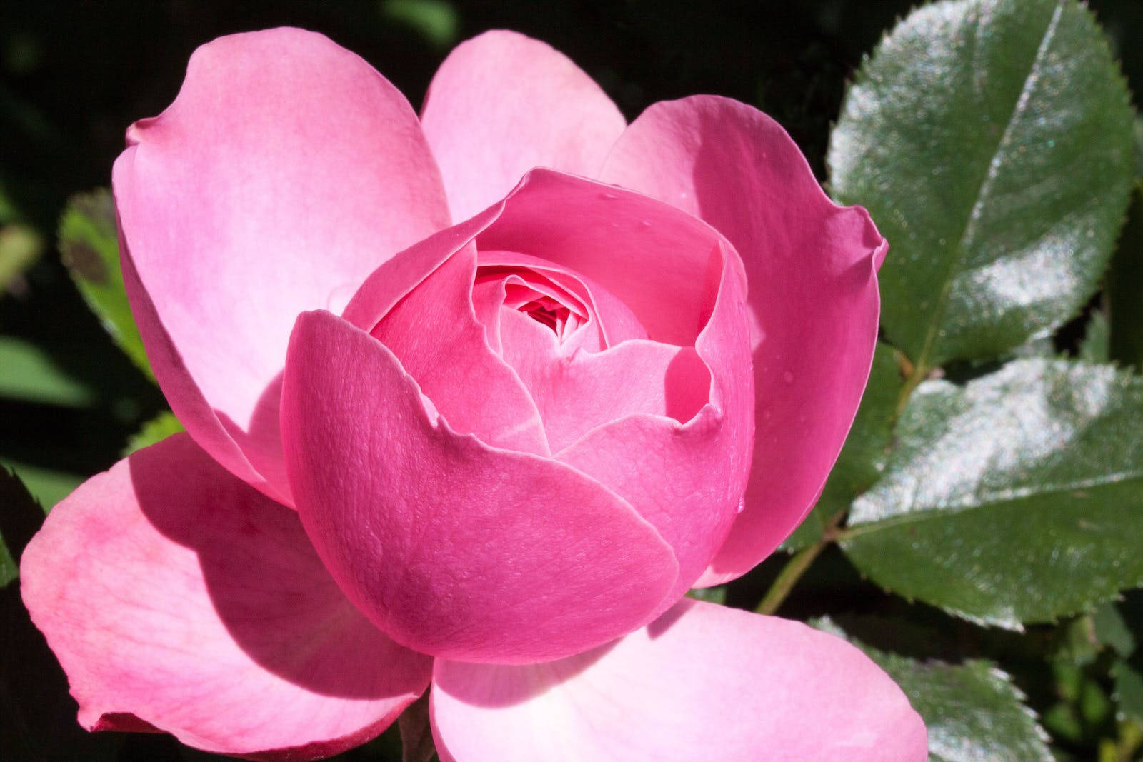 Pink Bud Petals Rose Hd Background