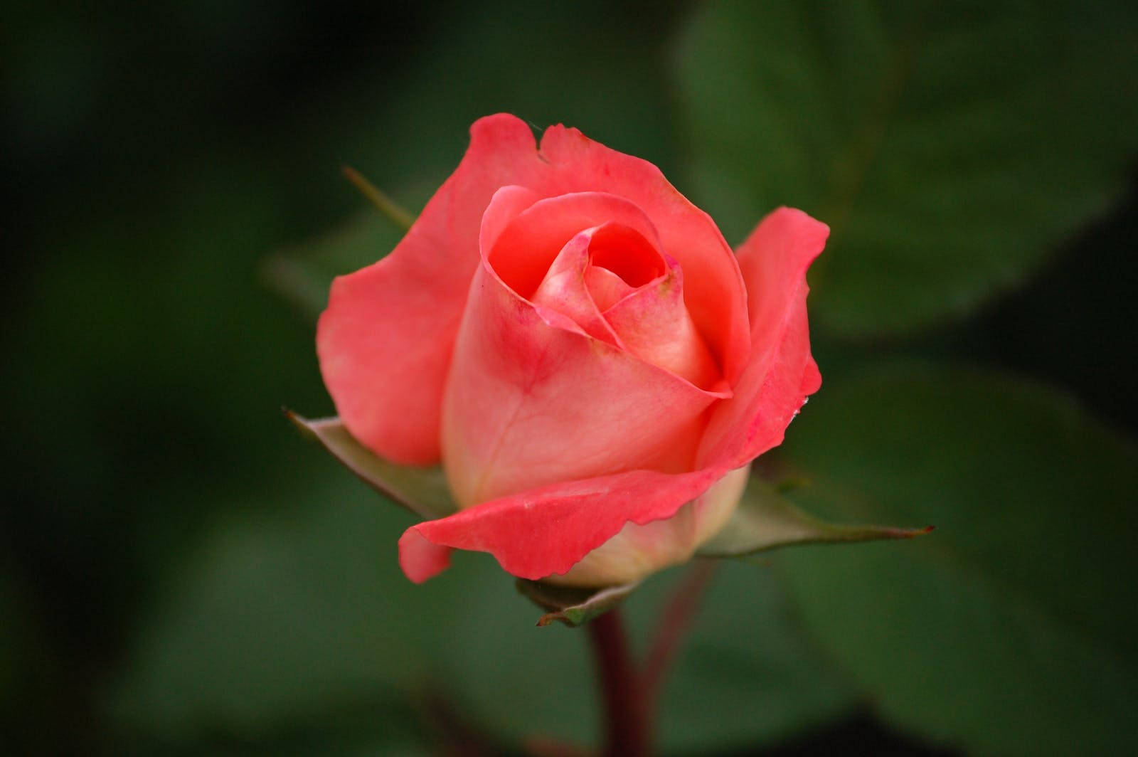 Pink Bud Rose Hd Background