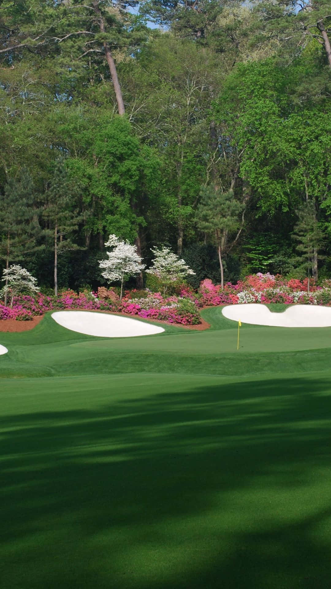 Pink Bushes In Augusta National Iphone Background