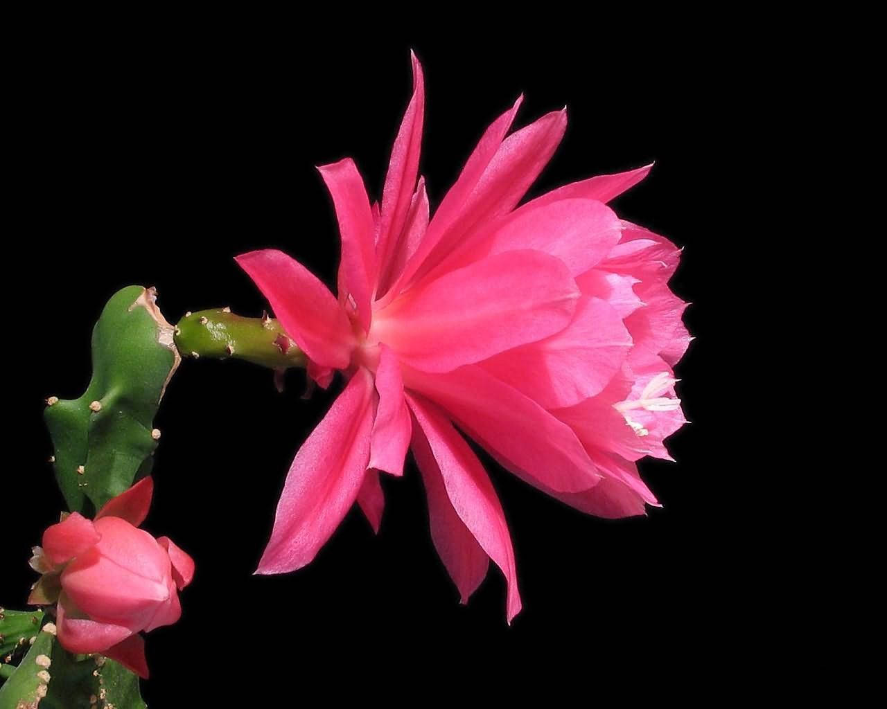 Pink Cactus Flower Profile Background