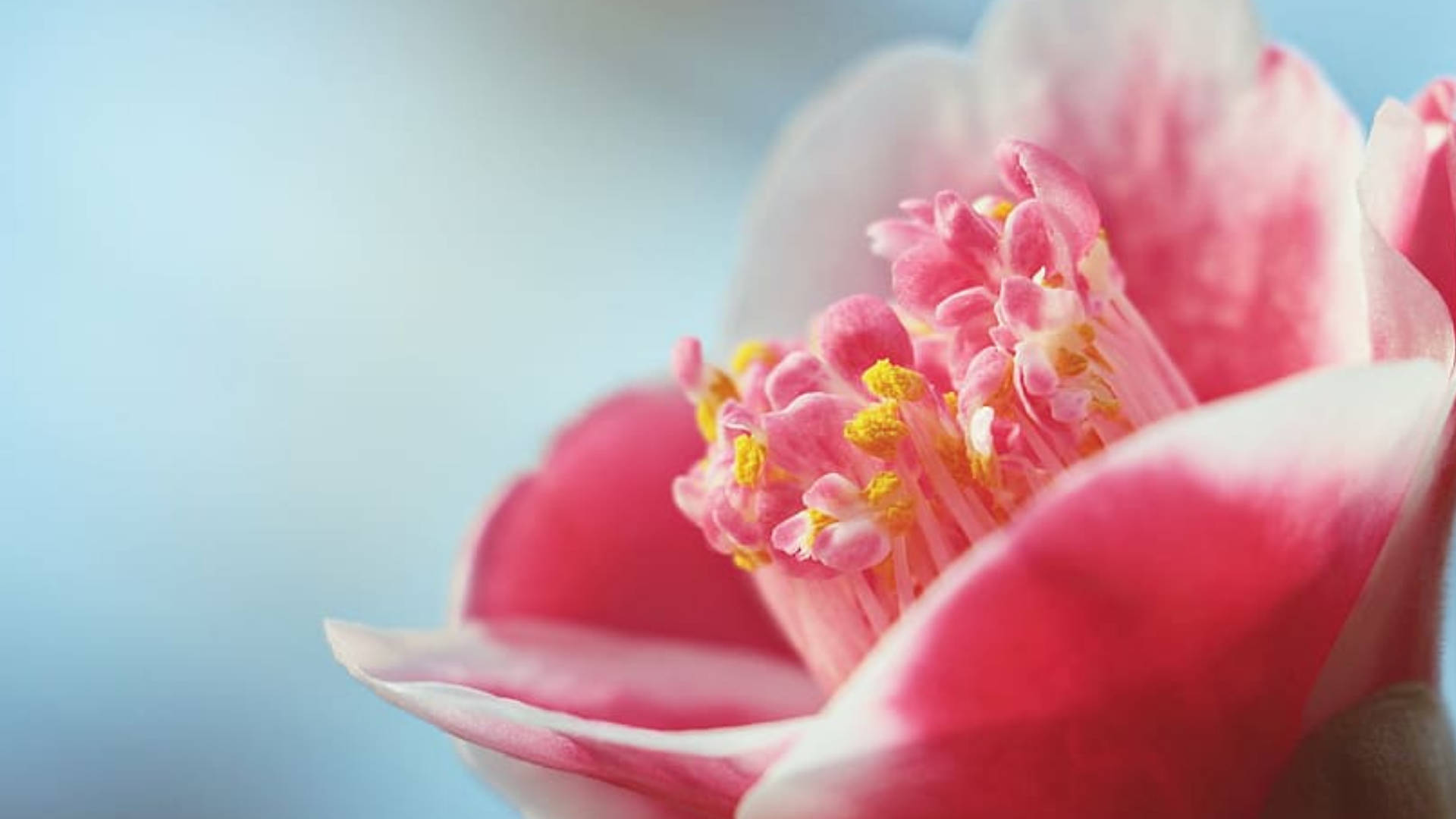 Pink Camellia Sasanqua Beauty