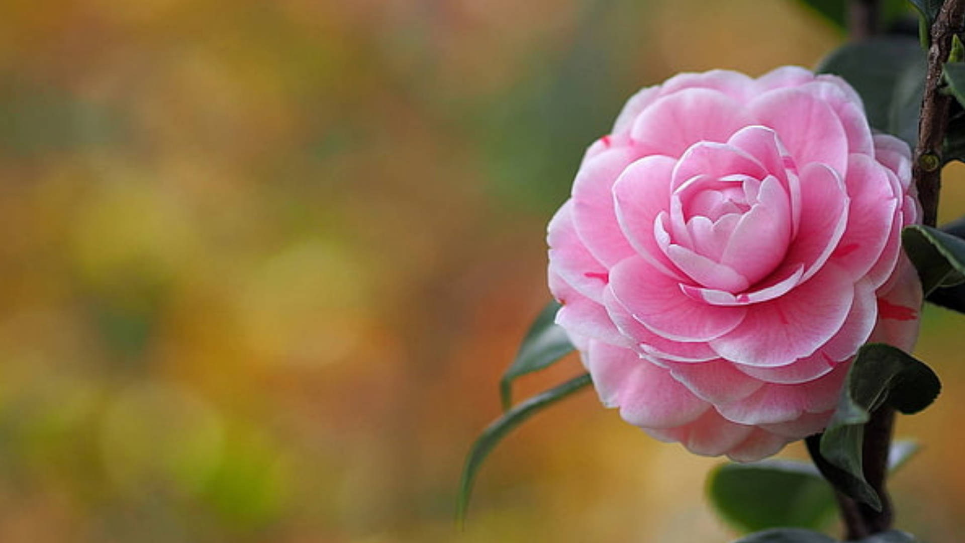 Pink Camellia Sasanqua Background
