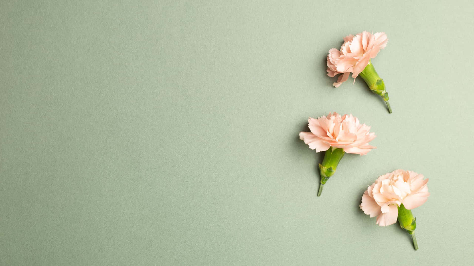 Pink Carnation Flowers Sage Green Laptop Background