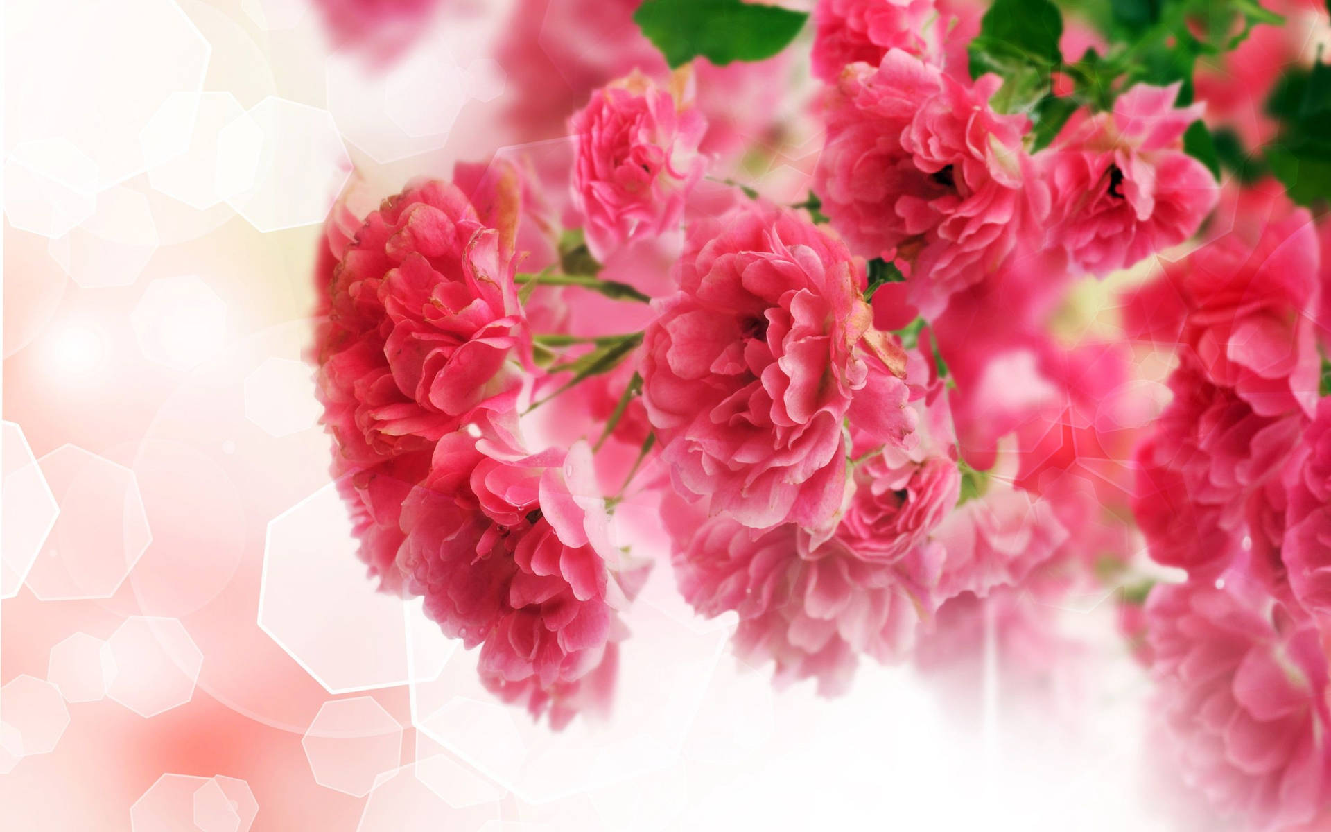 Pink Carnations Illustration