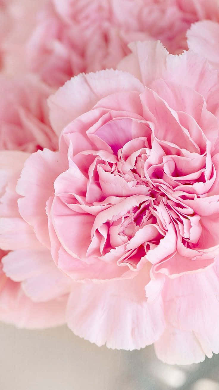 Pink Carnations In A Vase Background