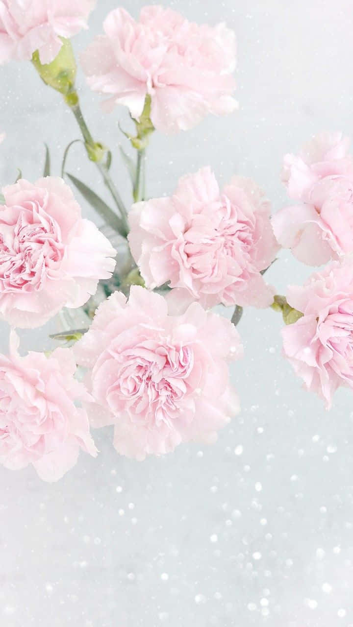 Pink Carnations In A Vase On A White Surface Background