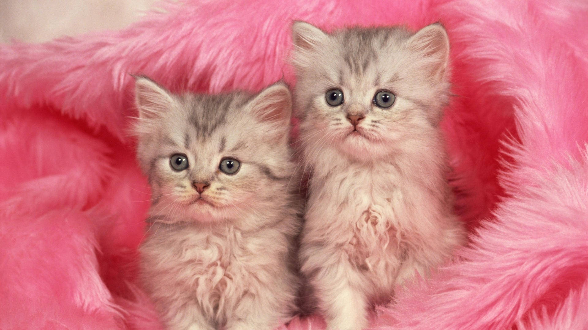 Pink Cat Fur Coat Background