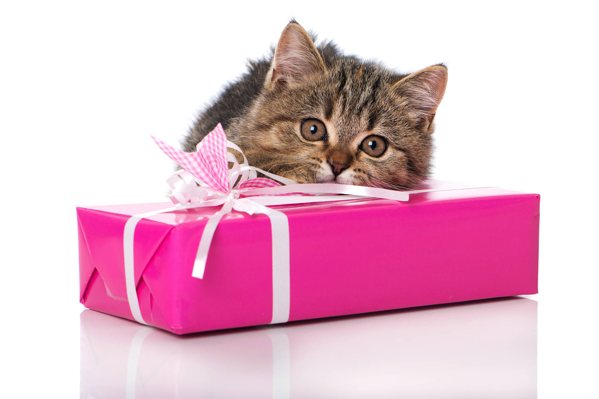 Pink Cat On Box Background