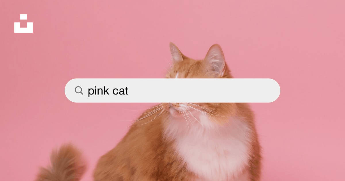 Pink Cat Search Bar Background