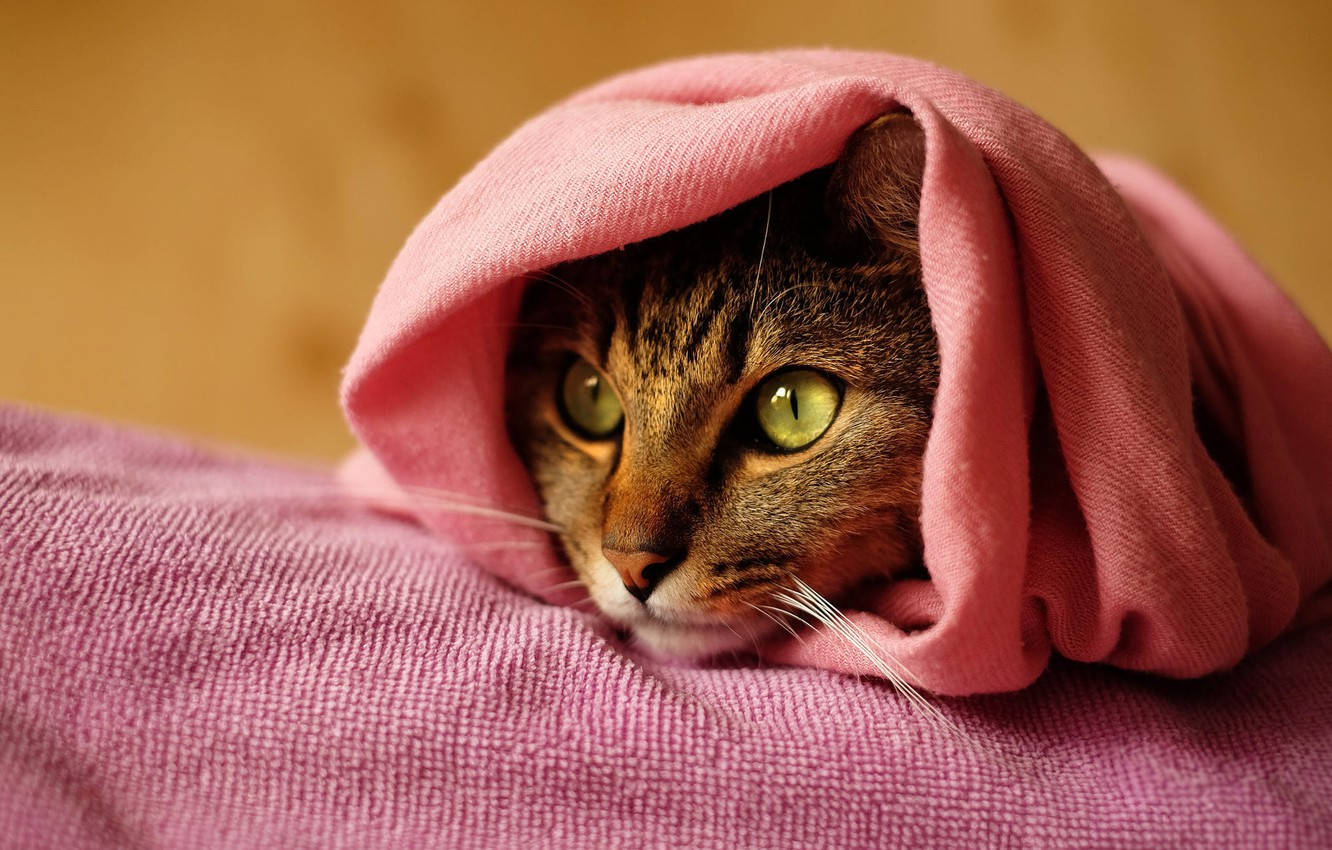 Pink Cat Towel Background