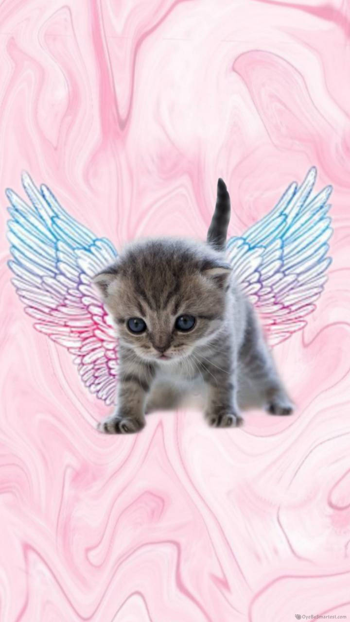 Pink Cat With Angel Wings Background