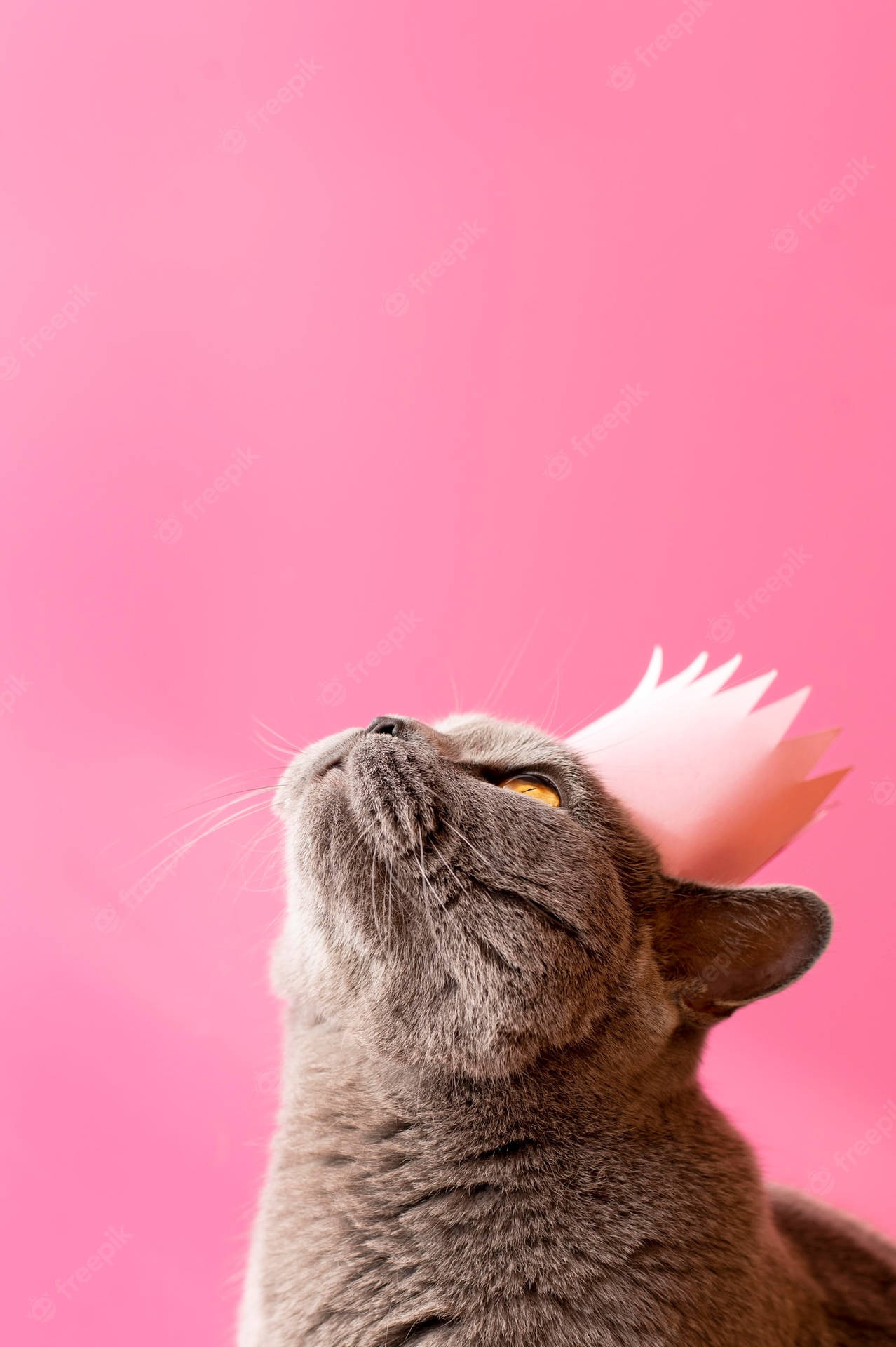 Pink Cat With Crown