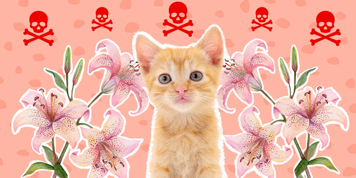 Pink Cat With Flowers Background