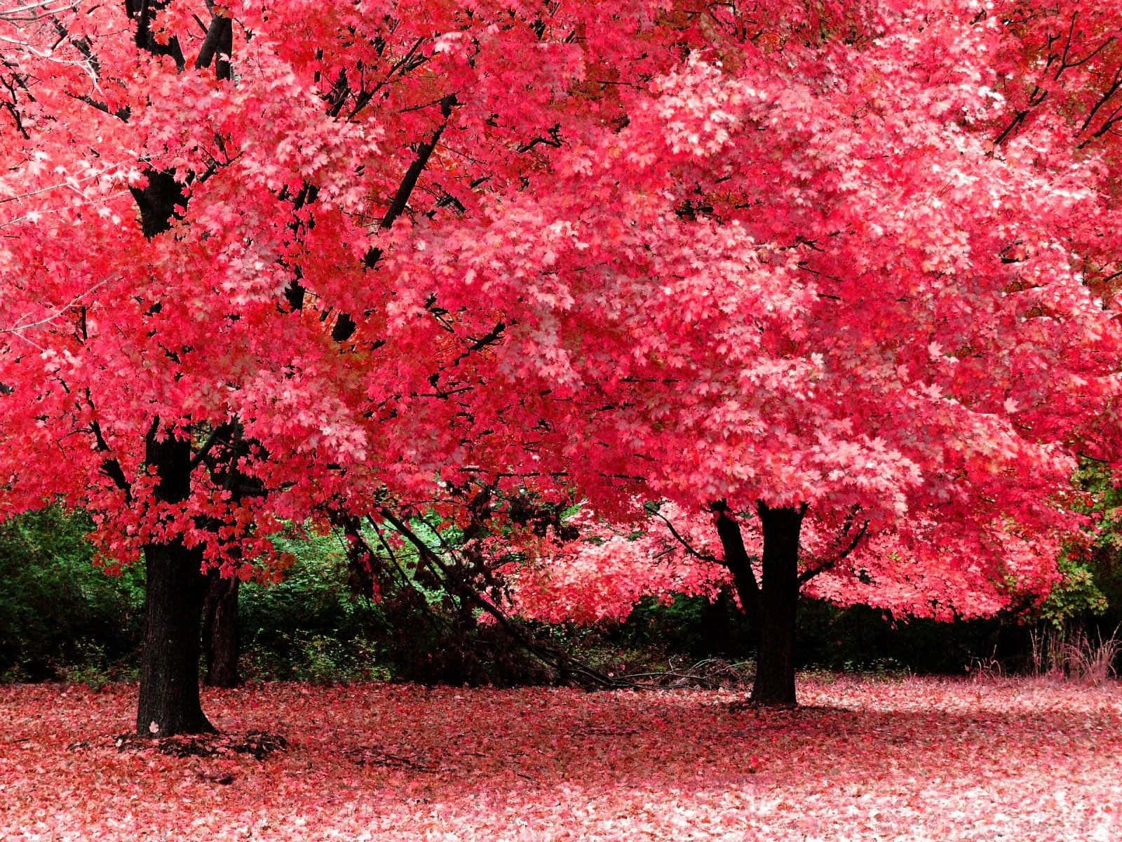 Pink Cherry Blossom Autumn Trees Landscape Background