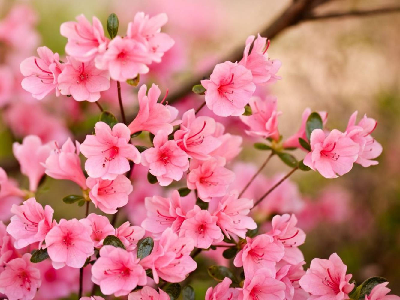 Pink Cherry Blossom Flowers Background