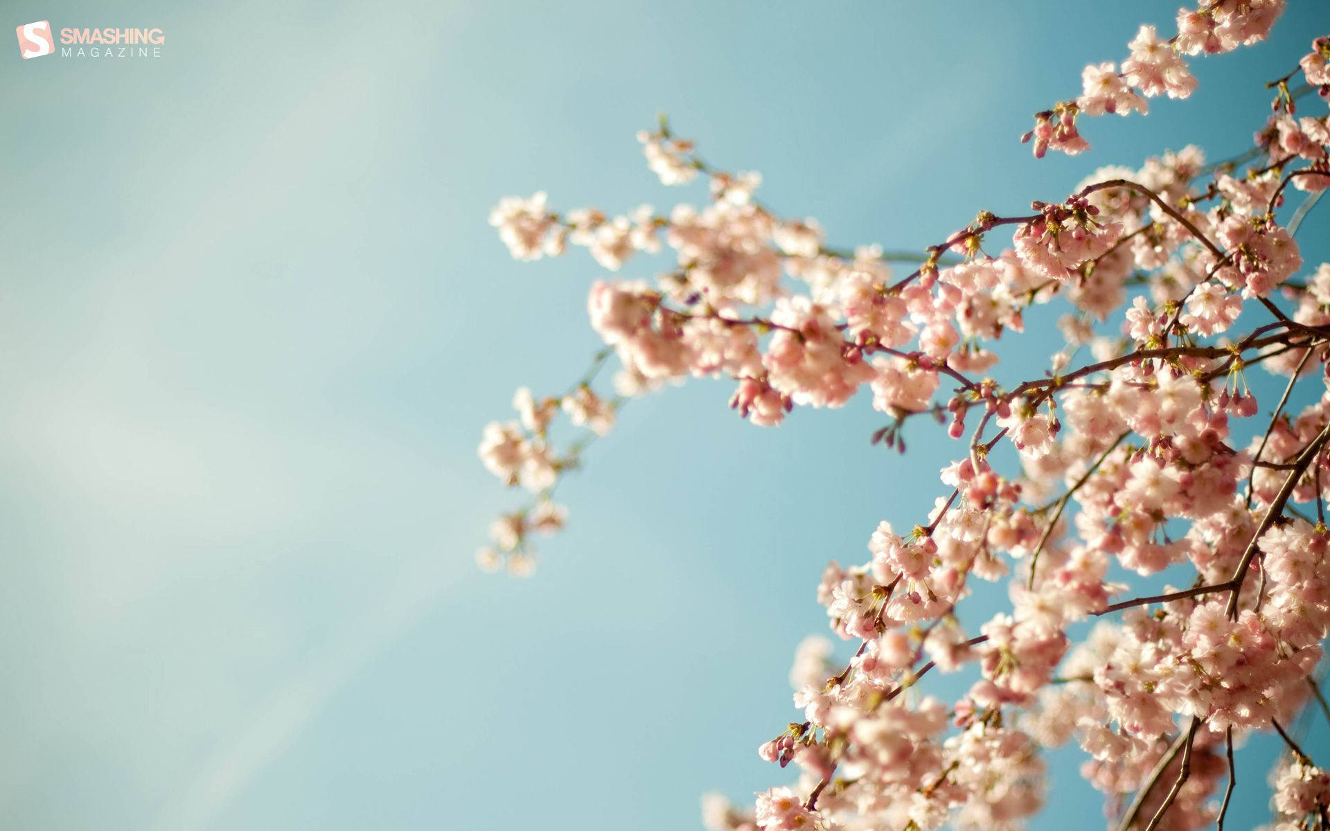 Pink Cherry Blossom In April Background