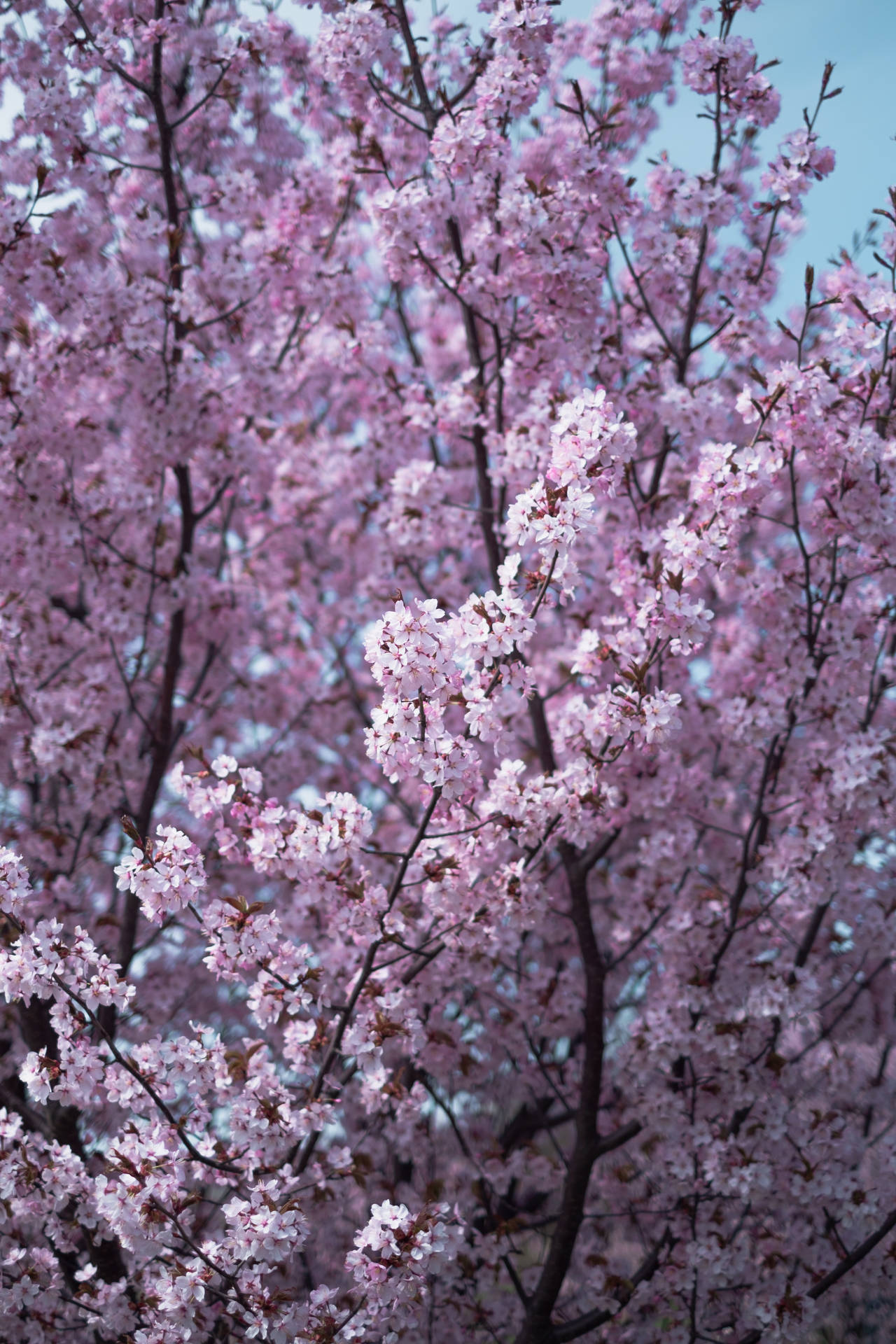 Pink Cherry Blossom Iphone 11 Pro 4k Background