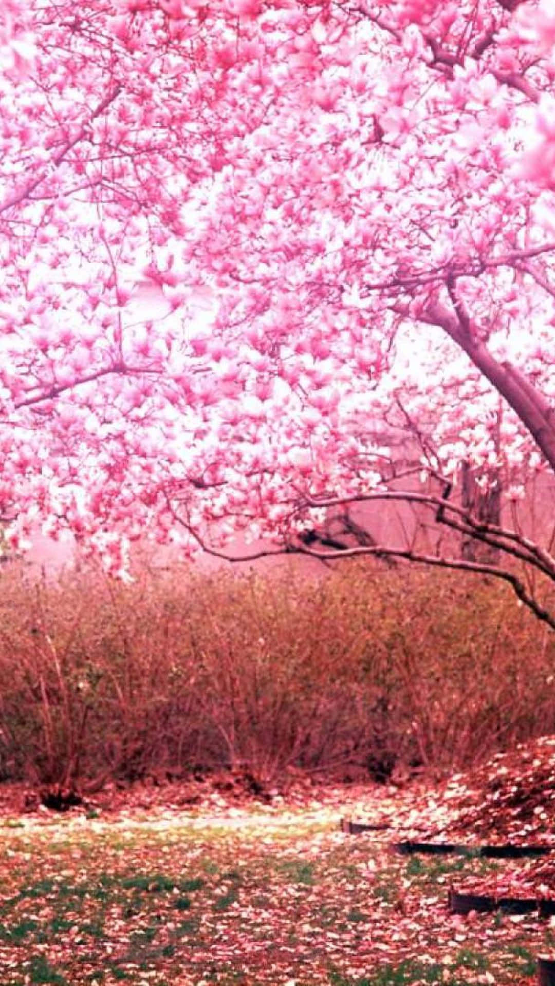 Pink Cherry Blossom Tree Portrait Background