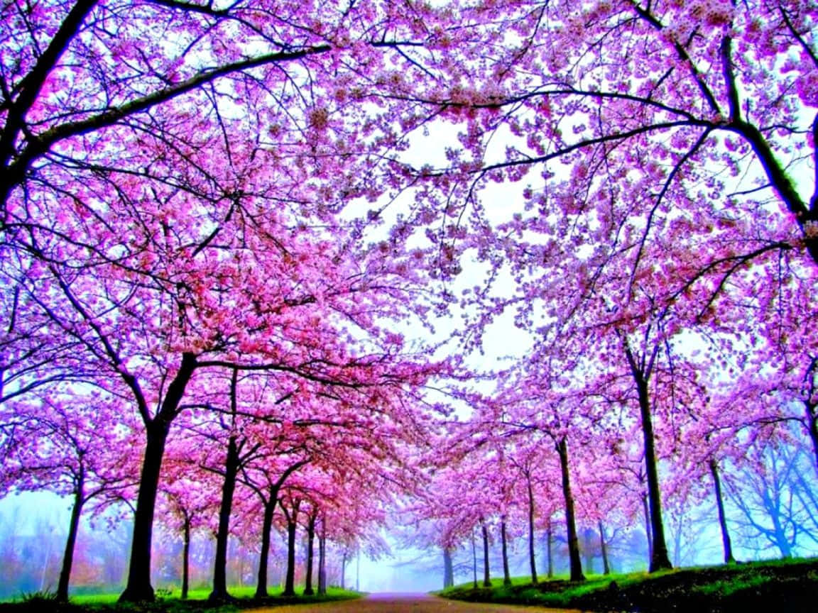 Pink Cherry Blossom Trees Alley Photograph Background