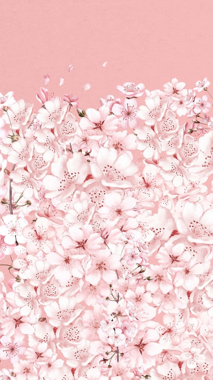 Pink Cherry Blossoms Background Background
