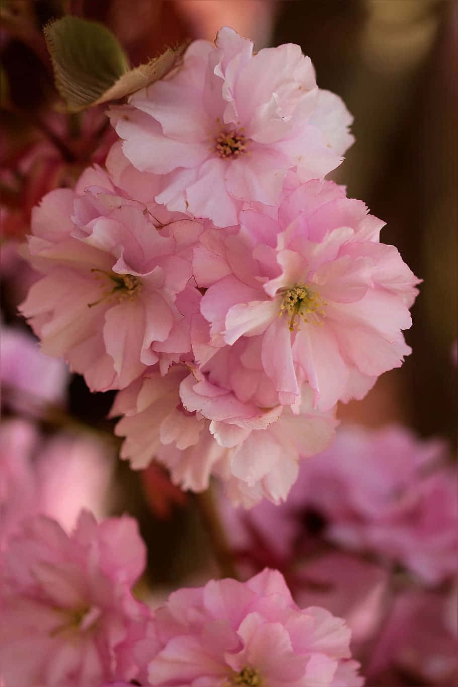 Pink Cherry Blossoms Closeup Background