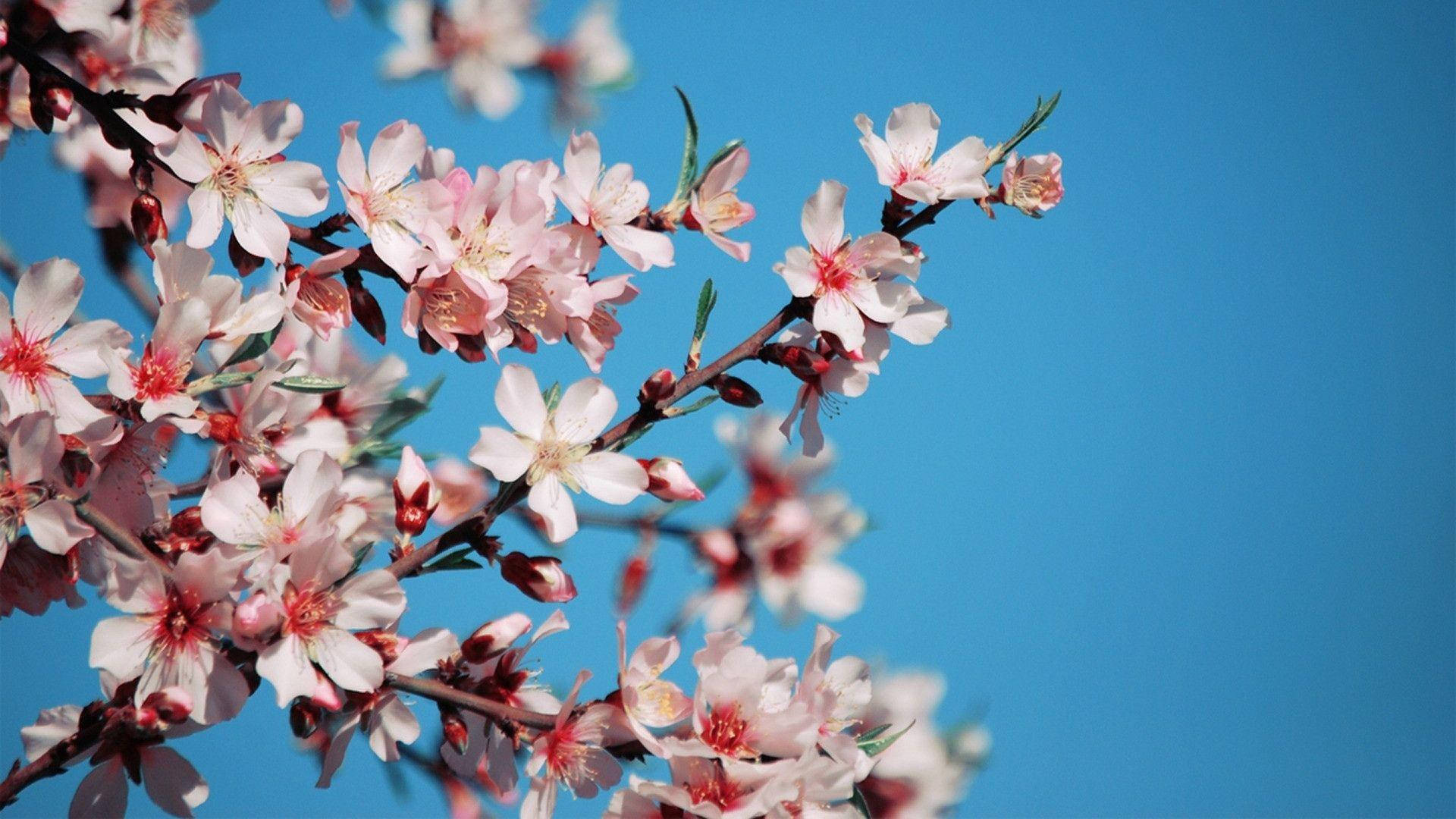 Pink Cherry Blossoms Under Blue Background