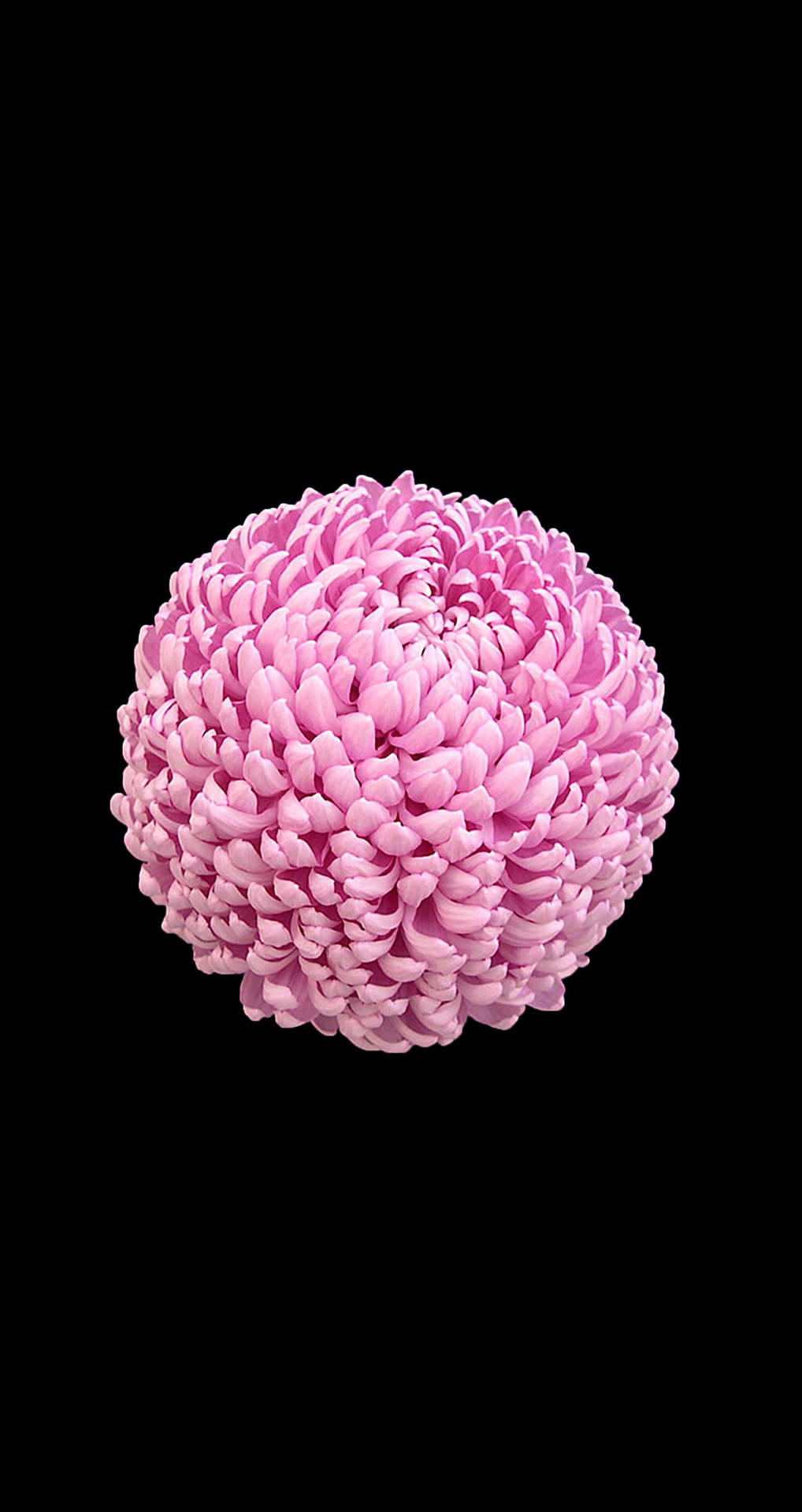 Pink Chrysanthemum Flower Apple Background