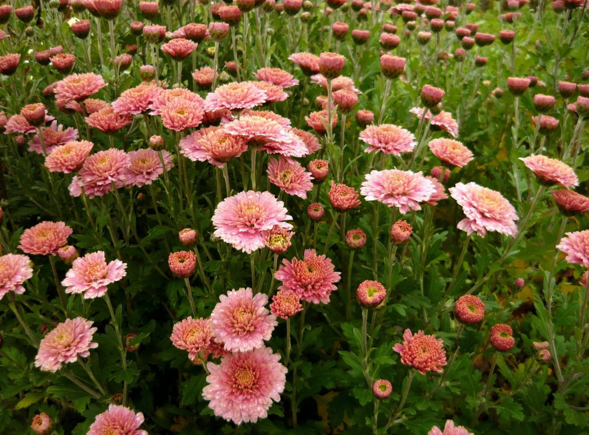 Pink Chrysanthemum Flower Field Background