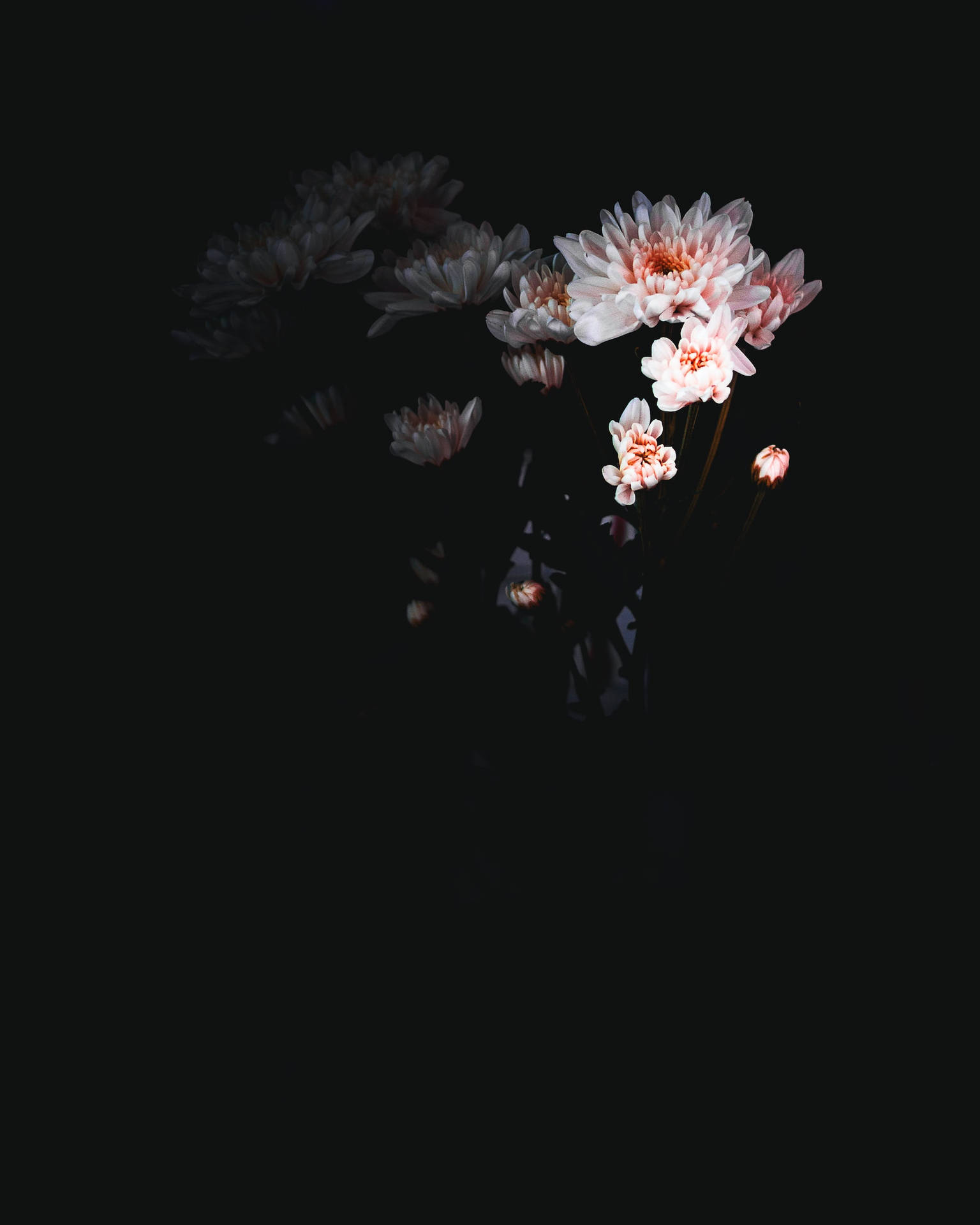 Pink Chrysanthemum Flowers Black Aesthetic Tumblr Iphone