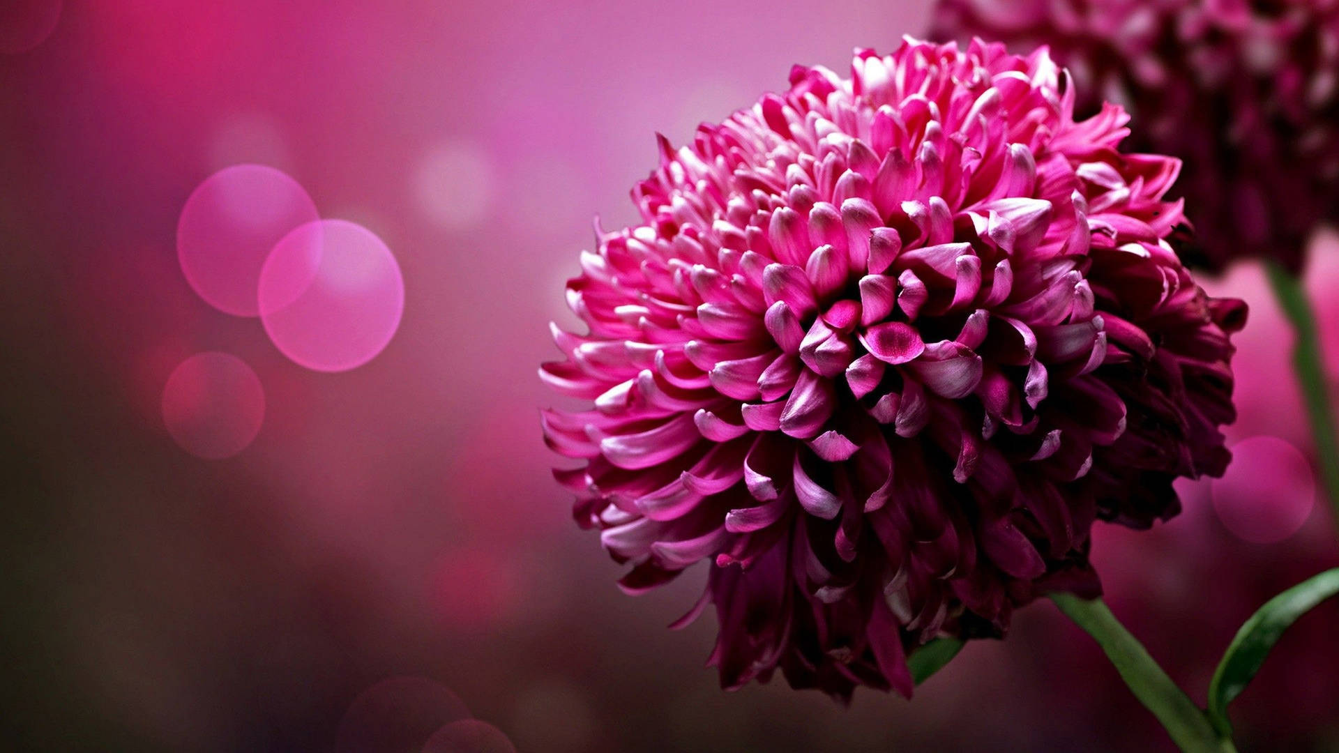 Pink Chrysanthemum Flowers Background