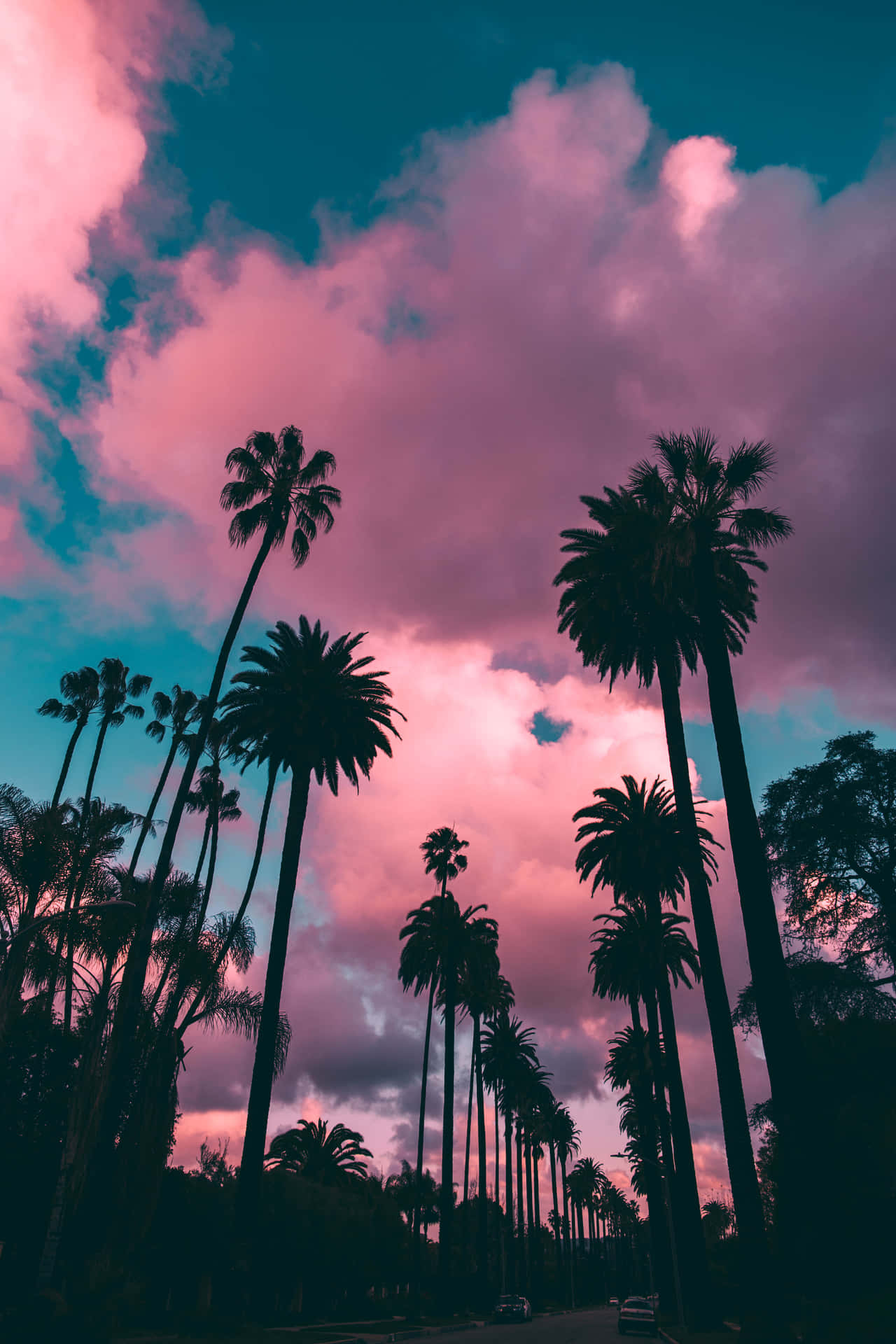 Pink Clouds Sunset With Palm Tree Background