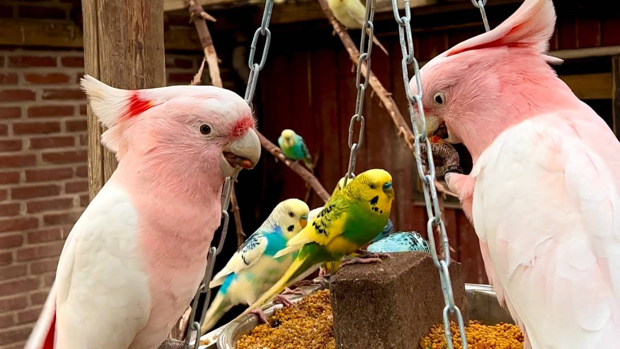Pink Cockatiel With Love Birds Background