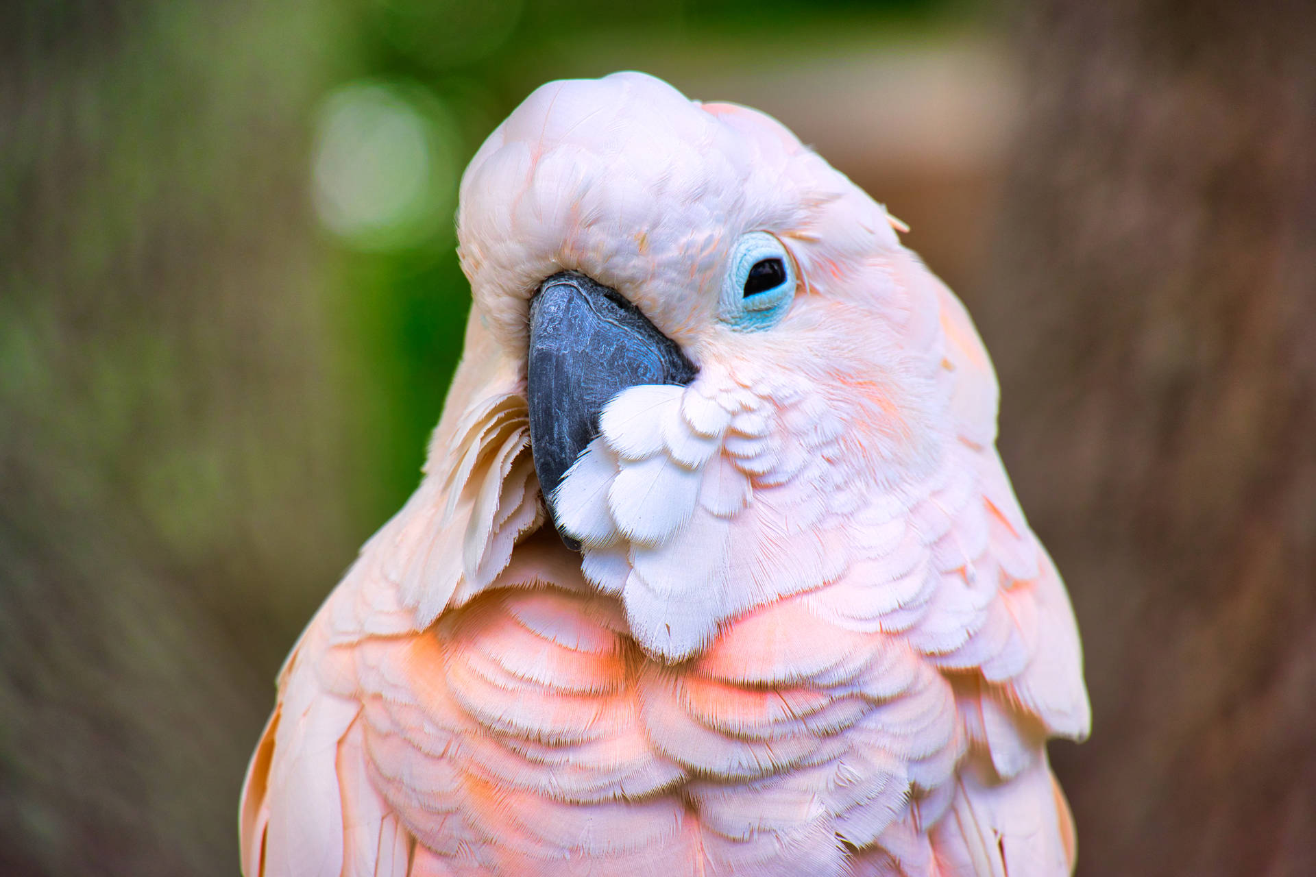 Pink Cockatoo Beautiful Birds Background
