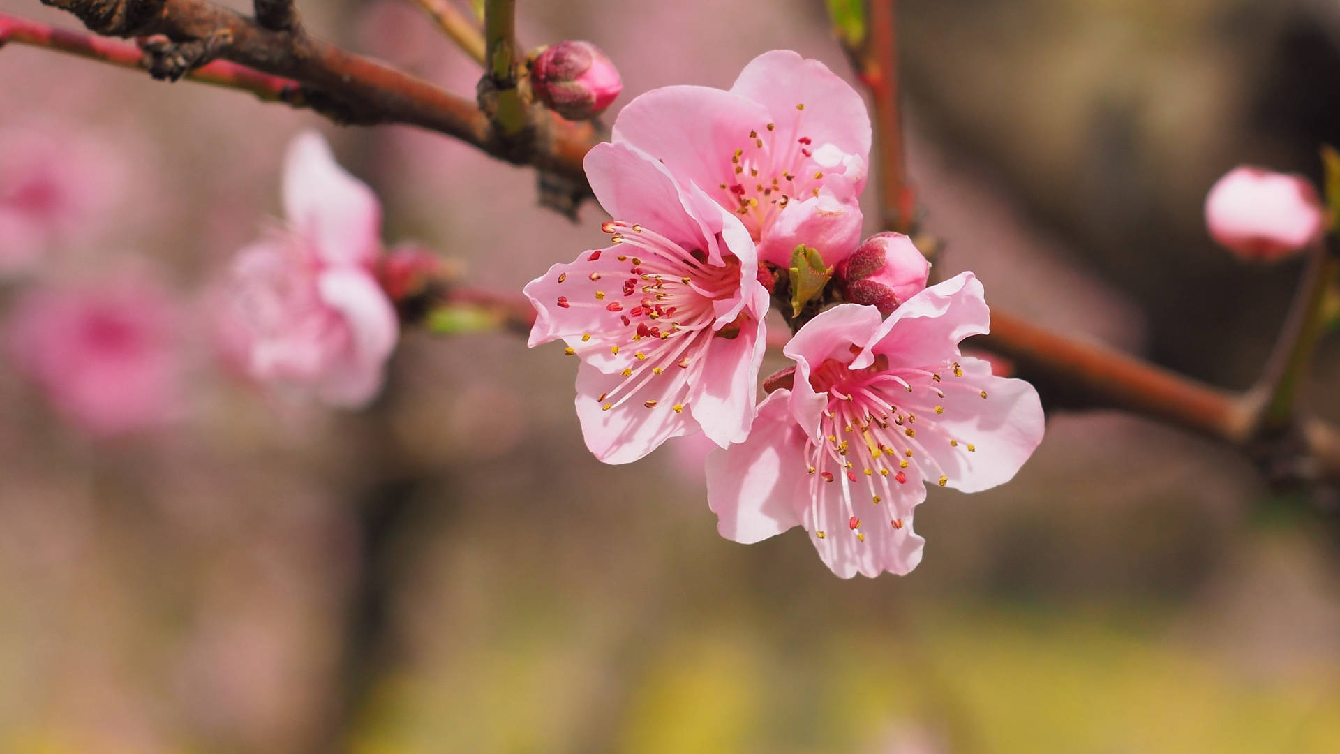 Pink Color Cherry Blossom Close Up Background