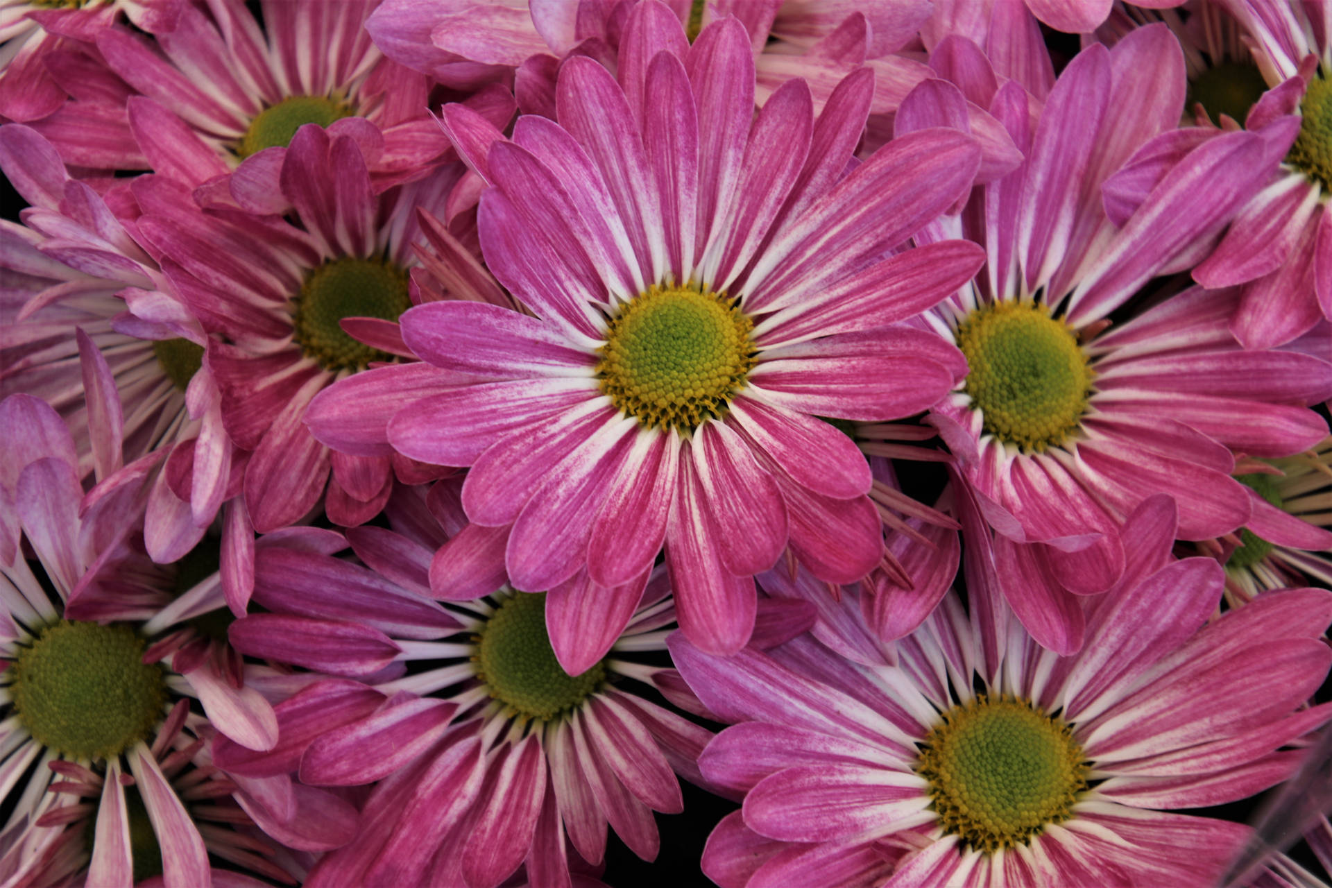 Pink Color Chrysanthemum Background