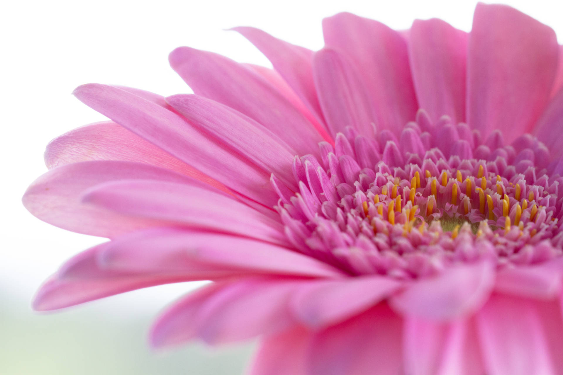 Pink Color Flower Close-up Background