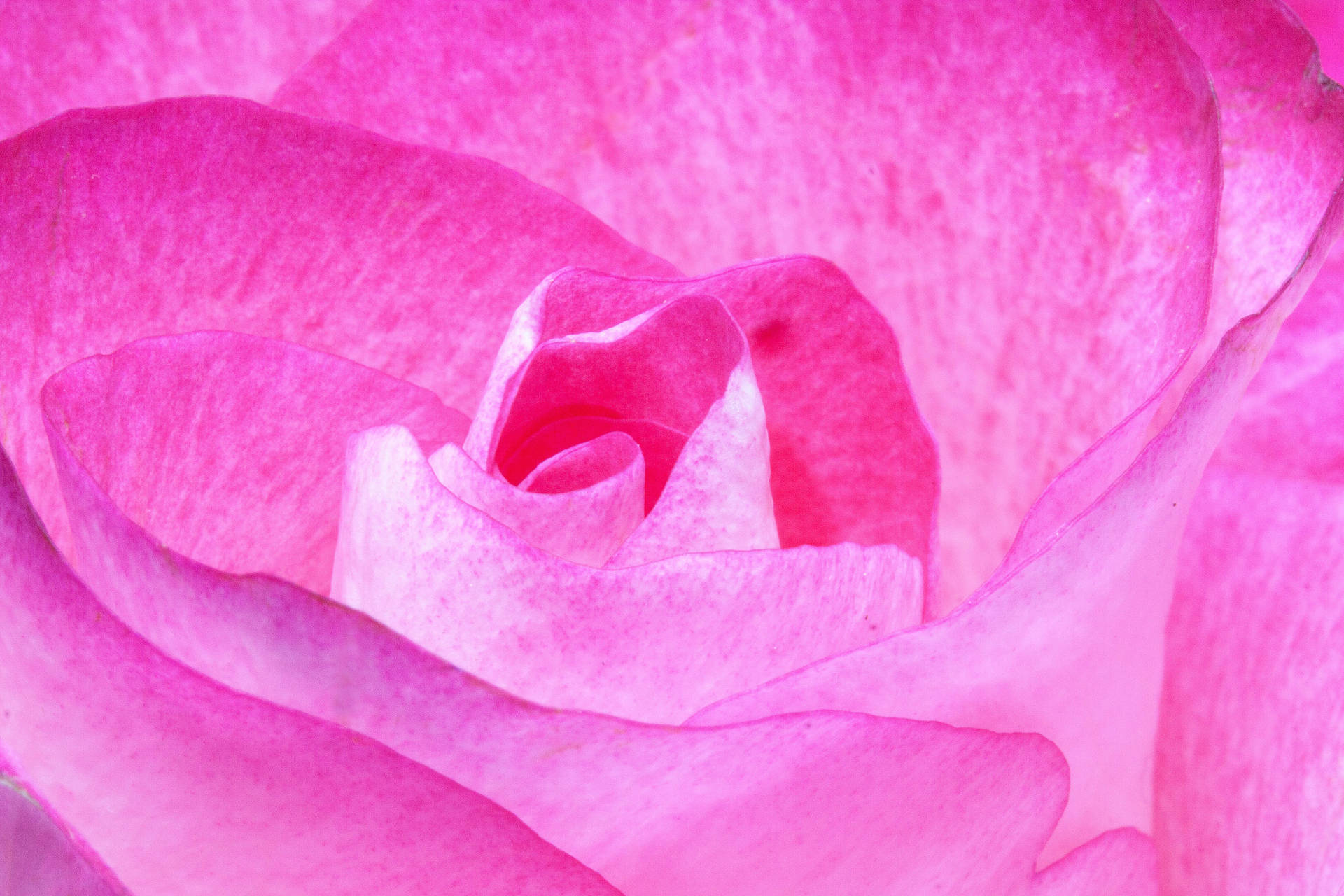 Pink Color Flower Macro Shot Background