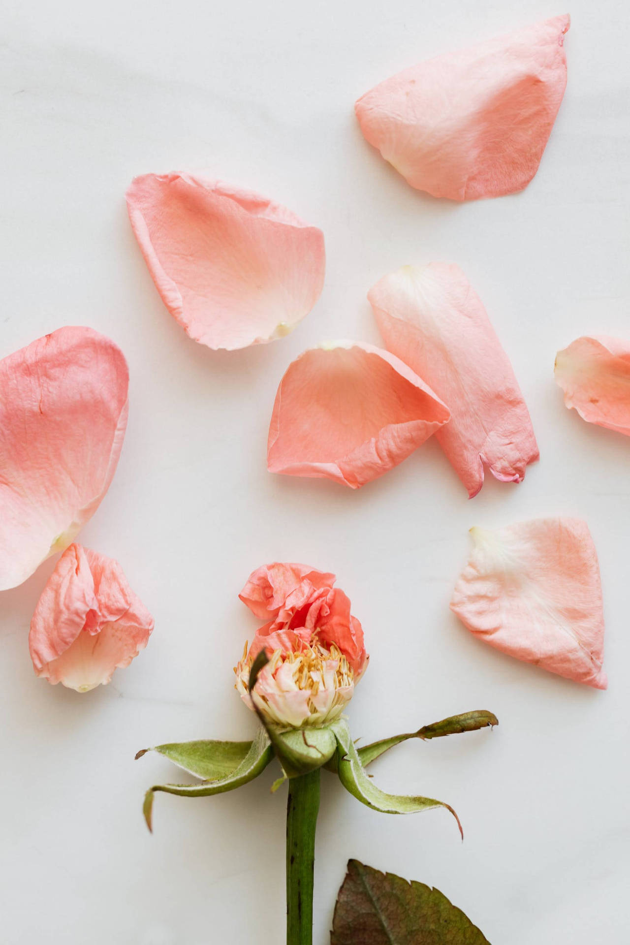 Pink Color Rose Petals Background