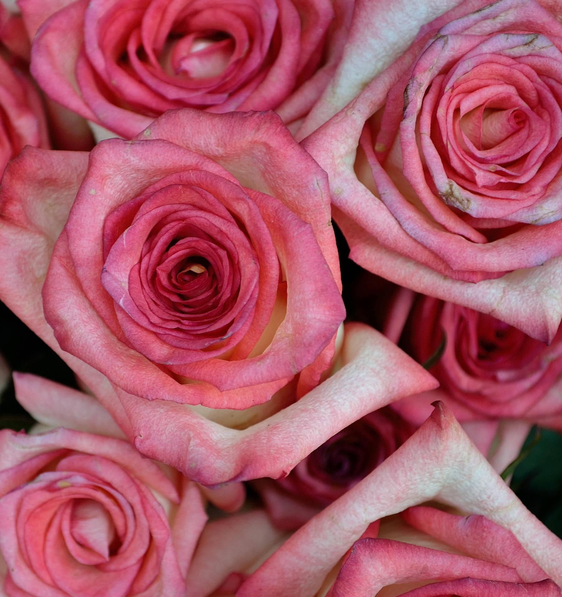 Pink Color Roses Close Up