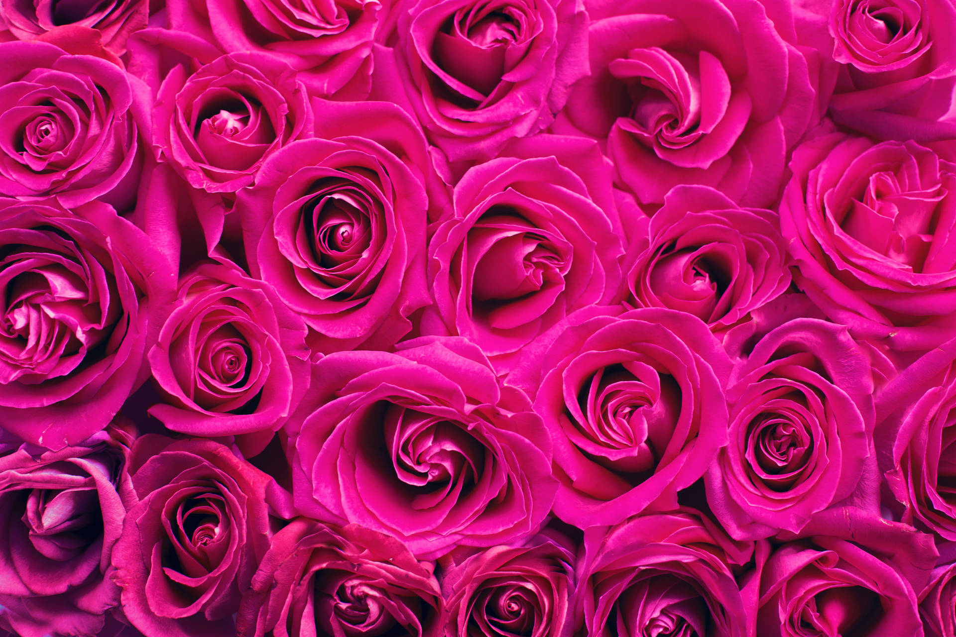 Pink Color Roses