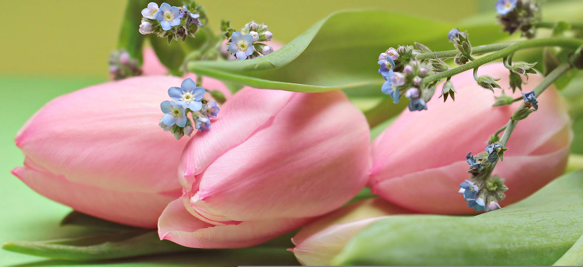 Pink Color Tulips With Blue Flowers Background