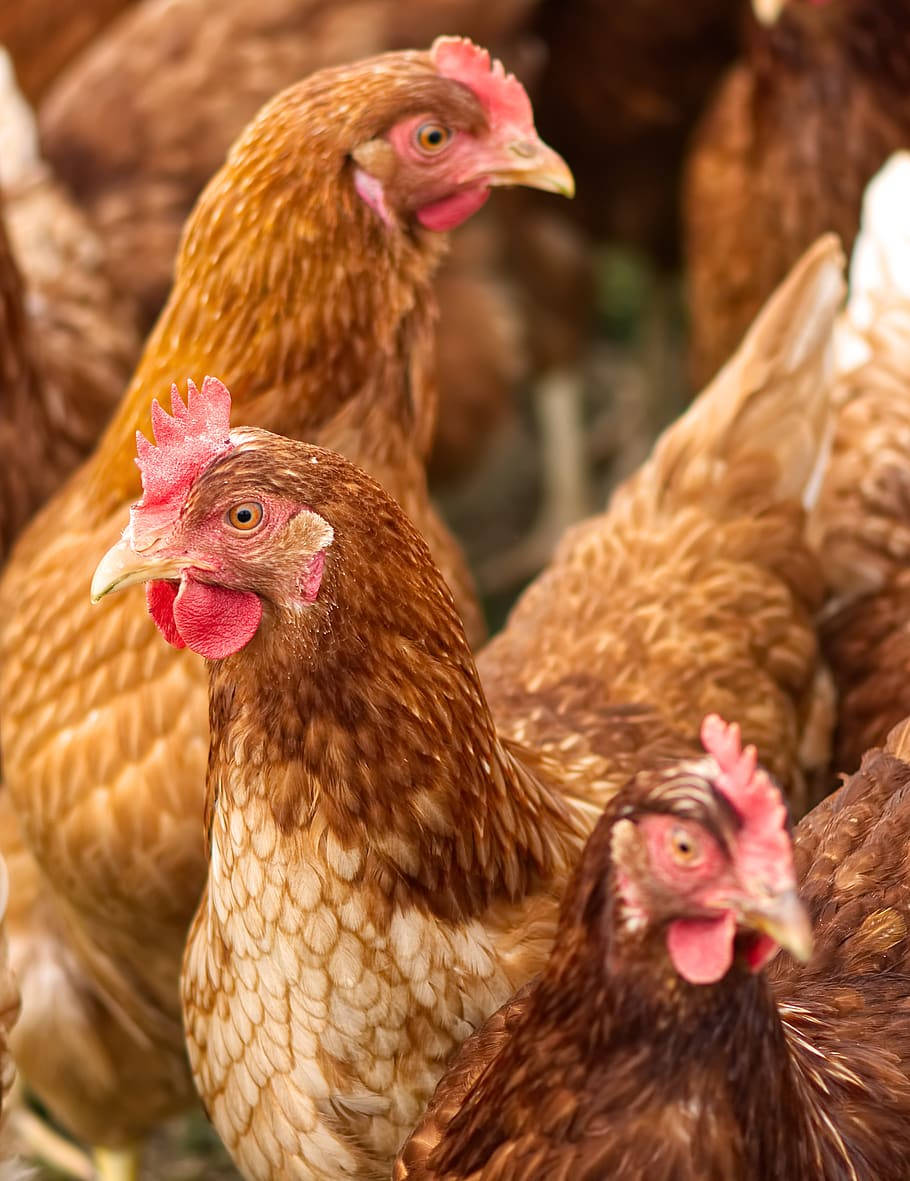 Pink Comb Hen Background