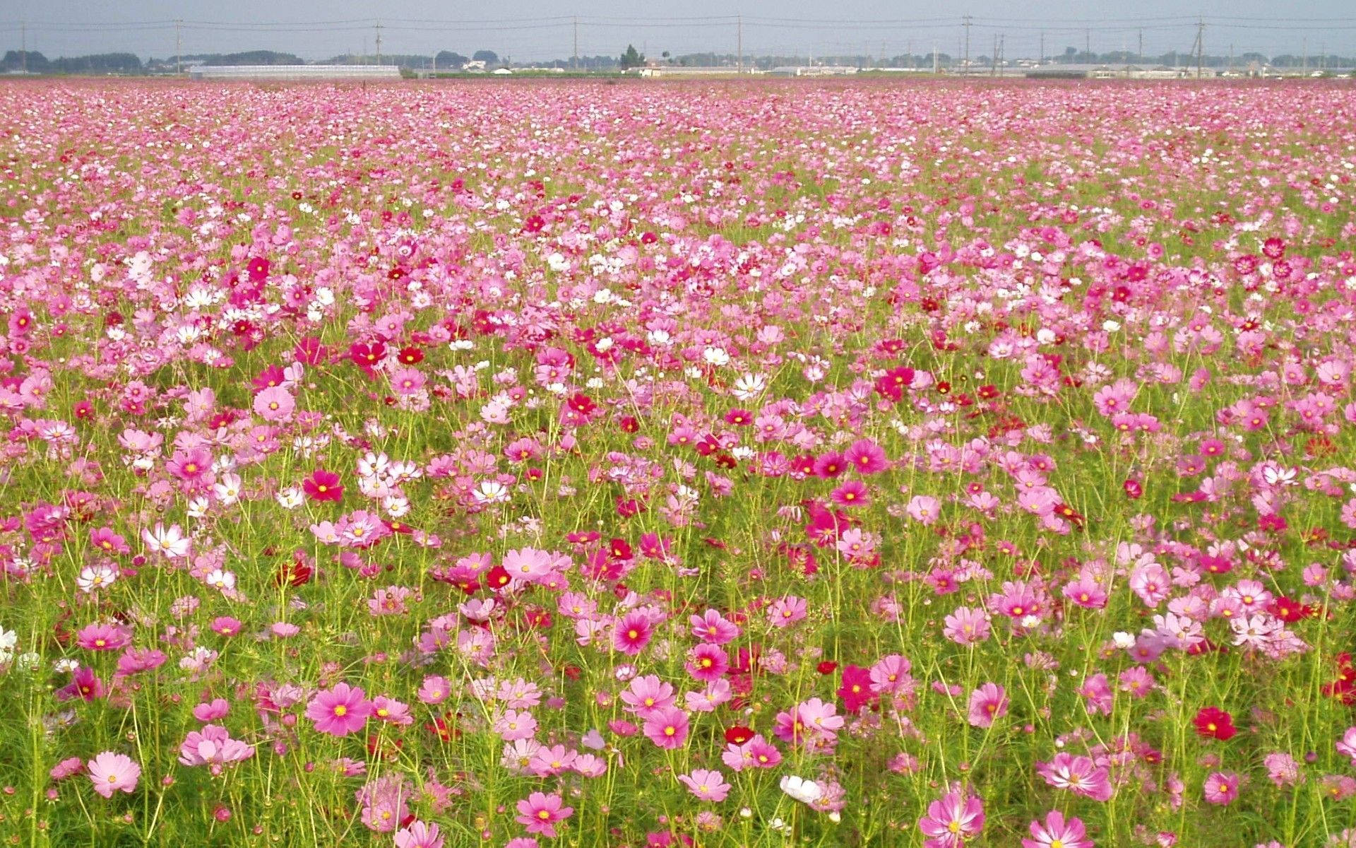 Pink Cosmos Flower Field Background