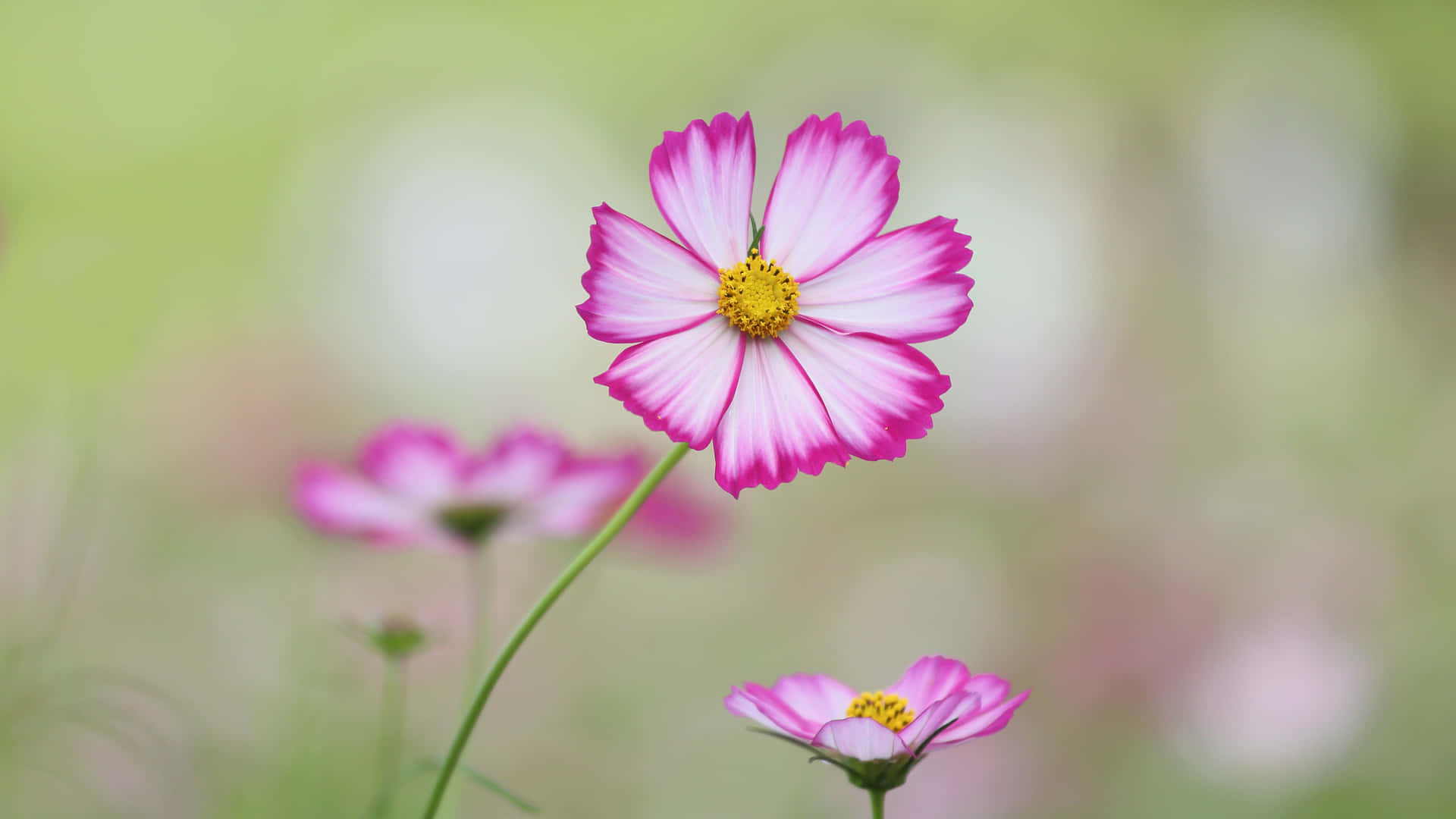 Pink Cosmos Flowers In The Grass Background