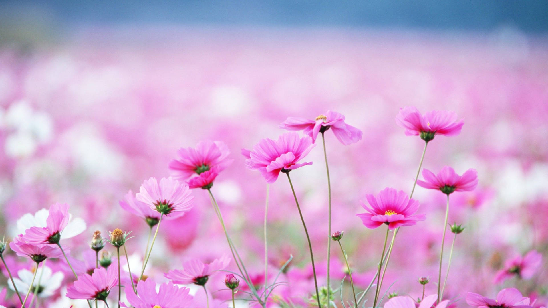 Pink Cosmos Flowers Background