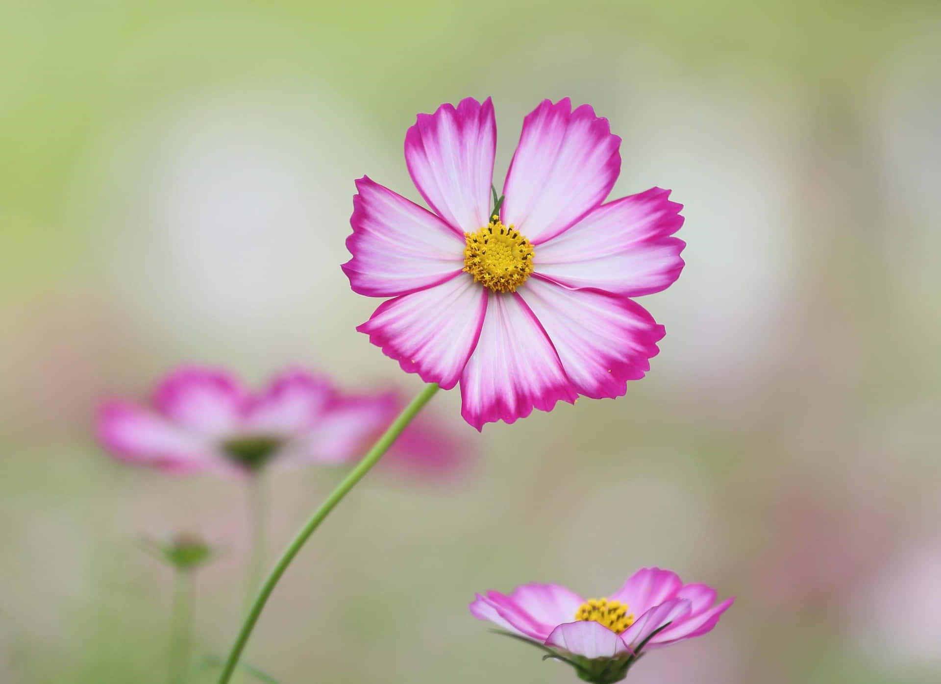 Pink Cosmos Flowers With Yellow Centers Background