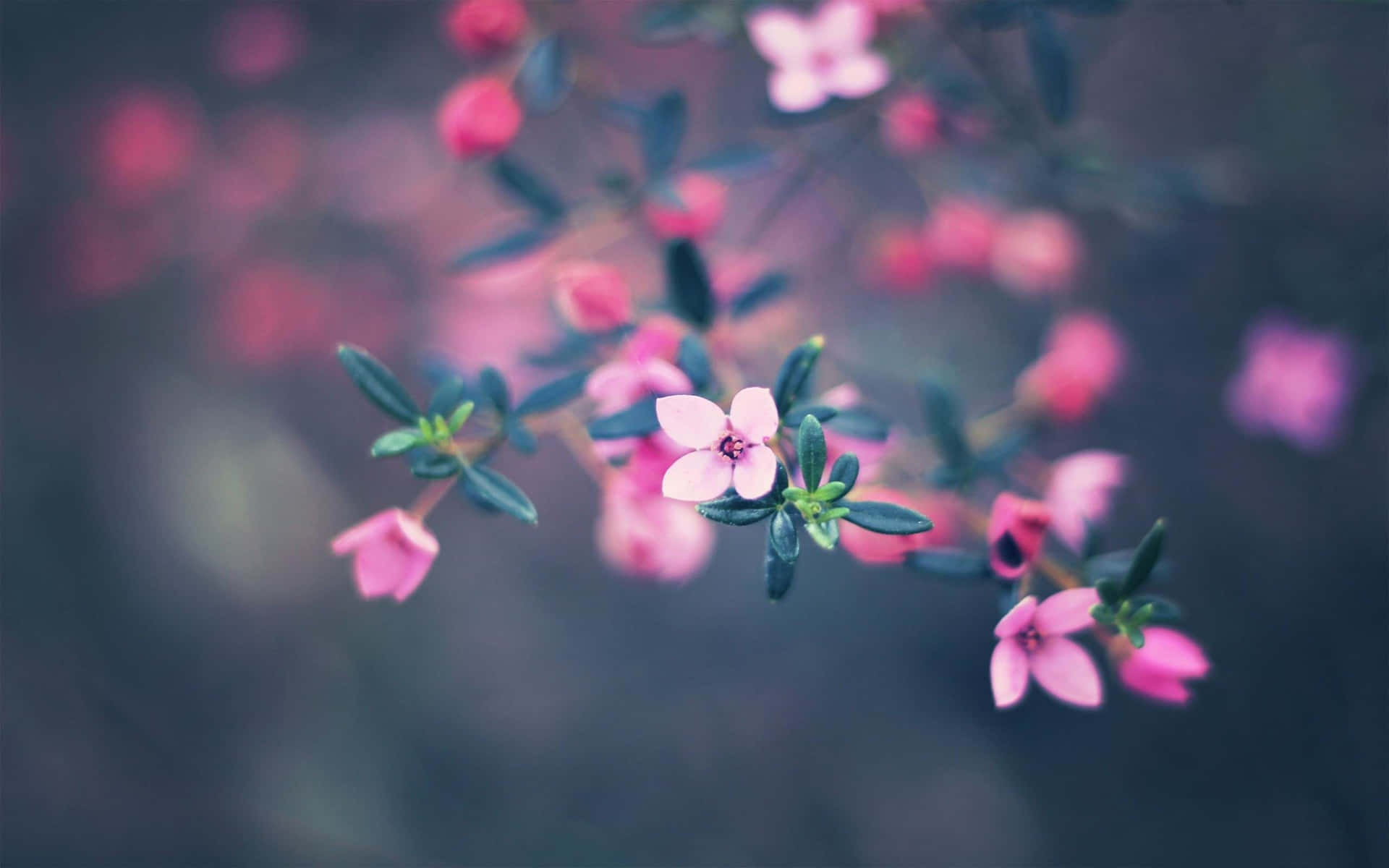 Pink Cute Flower Background