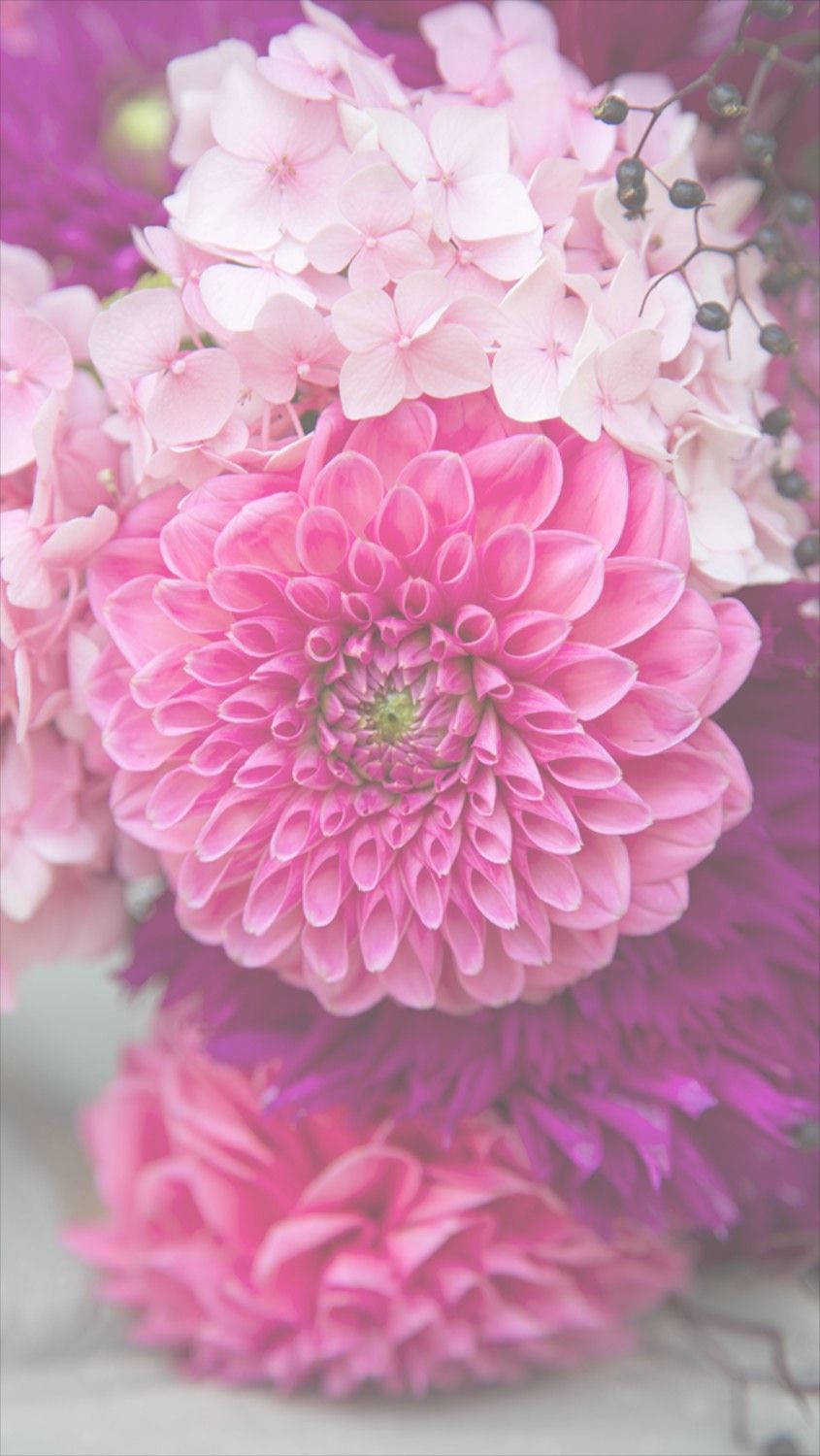 Pink Dahlia Floral Iphone Background